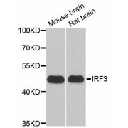 Western blot analysis of extracts of various cell lines, using IRF3 antibody (abx001784) at 1/1000 dilution.