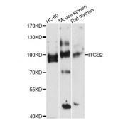 Western blot analysis of extracts of various cell lines, using ITGB2 antibody (abx001785) at 1/1000 dilution.