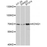 Western blot analysis of extracts of various cell lines, using KCNQ1 antibody (abx001786) at 1/1000 dilution.