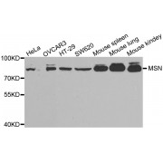Western blot analysis of extracts of various cell lines, using MSN antibody (abx001790) at 1/1000 dilution.