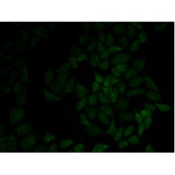 Moesin (MSN) Antibody