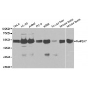 Western blot analysis of extracts of various cell lines, using MAP2K7 antibody (abx001798) at 1/1000 dilution.