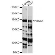 Western blot analysis of extracts of various cell lines, using ABCC4 antibody (abx001810) at 1:3000 dilution.