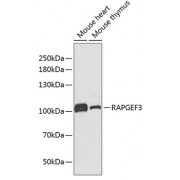 Western blot analysis of extracts of Mouse heart and thymus (25 µg per lane), using Rap Guanine Nucleotide Exchange Factor 3 Antibody (1/1000 dilution) followed by <a href="https://www.abbexa.com/index.php?route=product/search&search=abx005548" target="_blank">abx005548</a> - Goat Anti-Rabbit IgG, H+L (1/10000 dilution) and 3% non-fat dry milk in TBST for blocking.