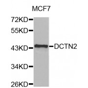Western blot analysis of extracts of MCF-7 cells, using DCTN2 antibody (abx001812) at 1/1000 dilution.