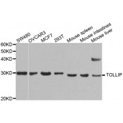 Western blot analysis of extracts of various cell lines, using TOLLIP antibody (abx001814) at 1/1000 dilution.