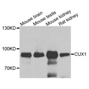 Western blot analysis of extracts of various cell lines, using CUX1 antibody (abx001821) at 1/1000 dilution.