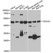 Western blot analysis of extracts of various cell lines, using TSG101 antibody (abx001823) at 1/1000 dilution.