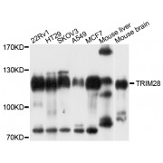 Western blot analysis of extracts of various cell lines, using TRIM28 antibody (abx001832) at 1/1000 dilution.