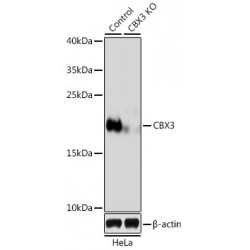 Chromobox Protein Homolog 3 (CBX3) Antibody