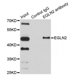EGLN2 Antibody