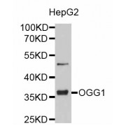 Western blot analysis of extracts of HepG2 cells, using OGG1 antibody (abx001848) at 1/1000 dilution.