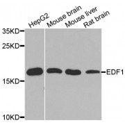 Western blot analysis of extracts of various cell lines, using EDF1 antibody (abx001857) at 1/1000 dilution.