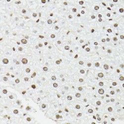 Endothelial Differentiation-Related Factor 1 (EDF1) Antibody