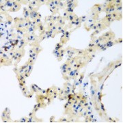 Immunohistochemistry of paraffin-embedded rat lung using LEPREL2 antibody (abx001865) at dilution of 1/200 (40x lens).