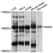 Western blot analysis of extracts of various cell lines, using SMC5 antibody (abx001871) at 1:3000 dilution.