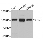 Western blot analysis of extracts of various cell lines, using BRD7 antibody (abx001874) at 1/1000 dilution.