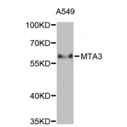 Western blot analysis of extracts of A-549 cells, using MTA3 antibody (abx001890) at 1/1000 dilution.