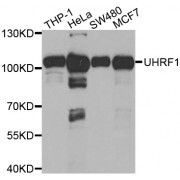 Western blot analysis of extracts of various cell lines, using UHRF1 antibody (abx001900) at 1/1000 dilution.