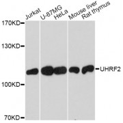 Western blot analysis of extracts of various cell lines, using UHRF2 antibody (abx001901) at 1/1000 dilution.