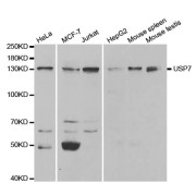 Western blot analysis of extracts of various cell lines, using USP7 antibody (abx001902) at 1/1000 dilution.