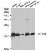 Western blot analysis of extracts of various cell lines, using HIST3H3 antibody (abx001905) at 1/1000 dilution.