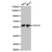 Western blot analysis of extracts of various cell lines, using PDCD4 antibody (abx001909).