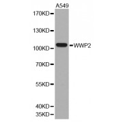 Western blot analysis of extracts of A-549 cells, using WWP2 antibody (abx001912).