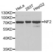 Western blot analysis of extracts of various cell lines, using NF2 antibody (abx001917) at 1/1000 dilution.