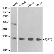 Western blot analysis of extracts of various cell lines, using P2RY6 antibody (abx001929) at 1/500 dilution.