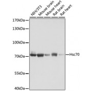 Western blot analysis of extracts of various cell lines, using HSPA8 antibody (abx001931) at 1/1000 dilution.