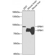 Western blot analysis of extracts of various cell lines, using EPB41 antibody (abx001934) at 1/1000 dilution.