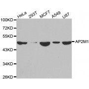 Western blot analysis of extracts of various cell lines, using AP2M1 antibody (abx001936) at 1/1000 dilution.
