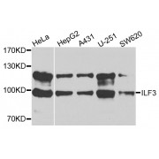 Western blot analysis of extracts of various cell lines, using ILF3 antibody (abx001940) at 1/1000 dilution.