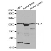 Western blot analysis of extracts of various cell lines, using TTK antibody (abx001944) at 1/1000 dilution.
