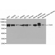 Western blot analysis of extracts of various cell lines, using LTA4H antibody (abx001946) at 1/1000 dilution.