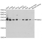 Western blot analysis of extracts of various cell lines, using PSMA2 antibody (abx001947) at 1/1000 dilution.
