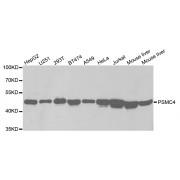 Western blot analysis of extracts of various cell lines, using PSMC4 antibody (abx001948) at 1/1000 dilution.