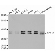 Western blot analysis of extracts of various cell lines using EEF1D antibody (1/1000 dilution).