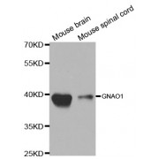 Western blot analysis of extracts of various cell lines, using GNAO1 antibody (abx001952) at 1/1000 dilution.