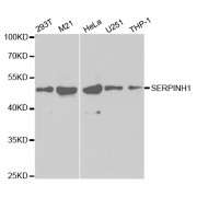 Western blot analysis of extracts of various cell lines, using SERPINH1 antibody (abx001958) at 1/1000 dilution.