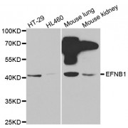 Western blot analysis of extracts of various cell lines, using EFNB1 antibody (abx001959) at 1/1000 dilution.