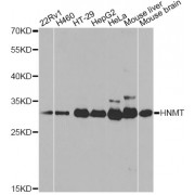 Western blot analysis of extracts of various cell lines, using HNMT antibody (abx001961) at 1/1000 dilution.