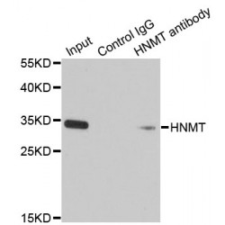 Histamine N-Methyltransferase (HNMT) Antibody