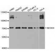 Western blot analysis of extracts of various cell lines, using NEDD9 antibody (abx001962) at 1/1000 dilution.