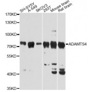 Western blot analysis of extracts of various cell lines, using ADAMTS4 Antibody (abx001965) at 1:3000 dilution.