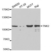 Western blot analysis of extracts of various cell lines, using TNK2 antibody (abx001966) at 1/1000 dilution.