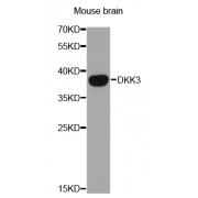 Western blot analysis of extracts of mouse brain, using DKK3 antibody (abx001967) at 1/1000 dilution.
