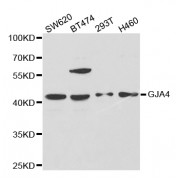 Western blot analysis of extracts of various cell lines, using GJA4 antibody (abx001969) at 1/1000 dilution.