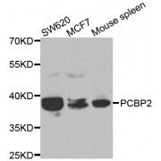 Western blot analysis of extracts of various cell lines, using PCBP2 antibody (abx001971) at 1/1000 dilution.